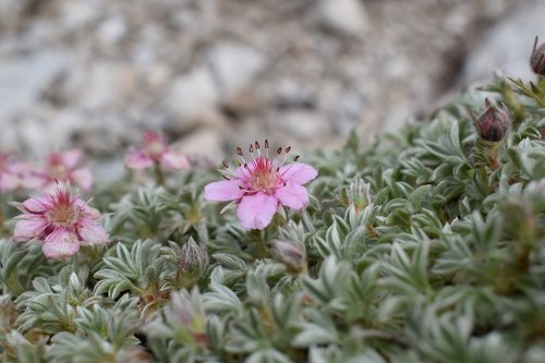 alpine  summer  flora