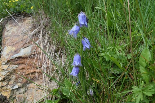 alpine  summer  flora