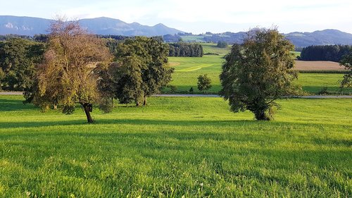 alpine  mountain views  fruit trees