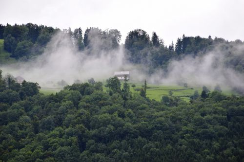 alpine forest fog