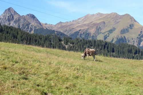 alpine mountains cow