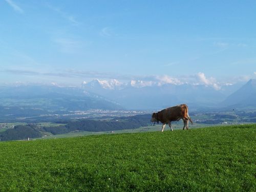 alpine switzerland nature