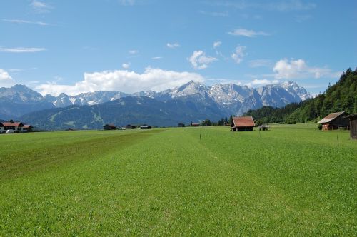 alpine summer meadow