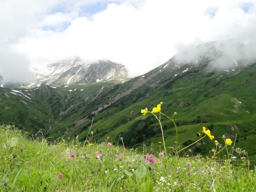 alpine landscape mountain flower