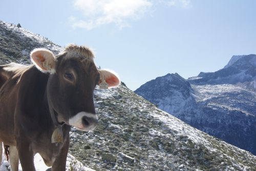 alpine mountains cow