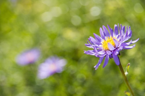 alpine aster  blossom  bloom