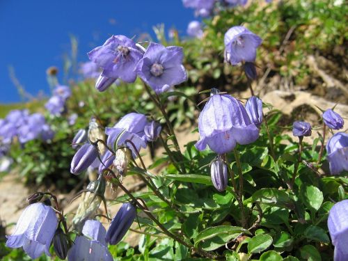 alpine bellflower bellflower blossom