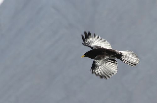 alpine chough crow bird