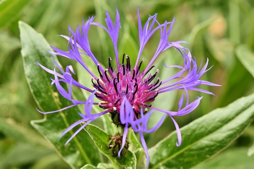 alpine cornflower  centaurea montana  flower