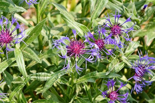 alpine cornflower  centaurea montana  flower