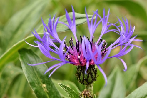 alpine cornflower  centaurea montana  flower