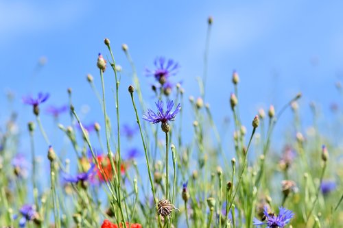 alpine cornflower  centaurea montana  flower