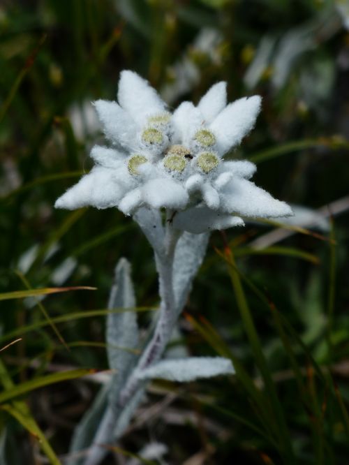 alpine edelweiß ordinary edelweiss