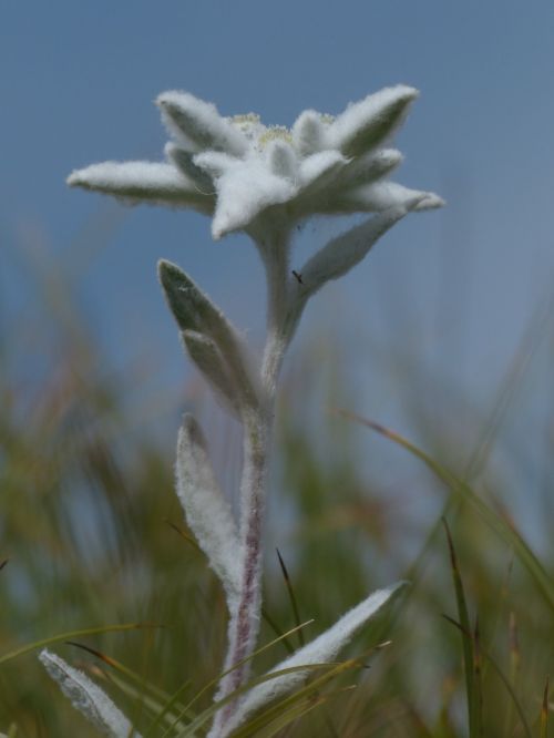 alpine edelweiß ordinary edelweiss