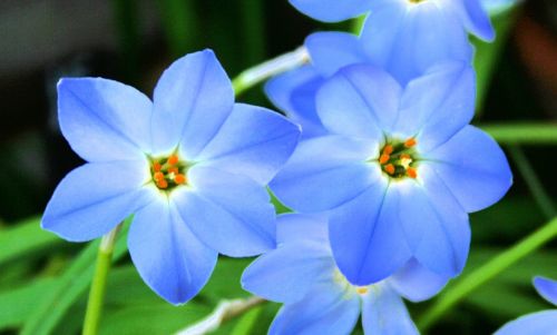 alpine flower blue flower alpine