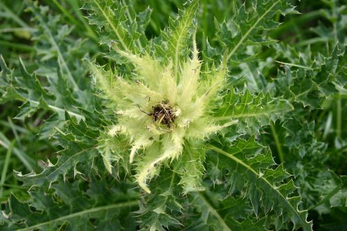 alpine flower thistle plant