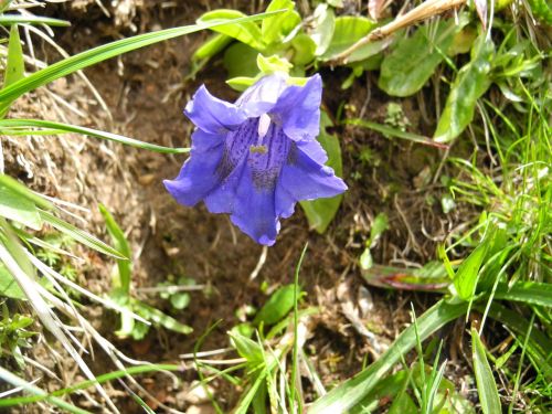 alpine flower blue gentian mountain flower