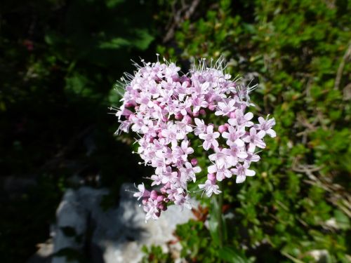 alpine flower mountains pink