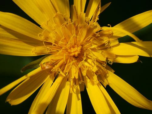 alpine flower blossom bloom