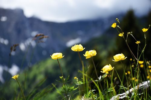 alpine flowers grasses meadow
