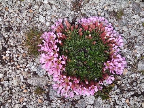 alpine flowers pebble pink