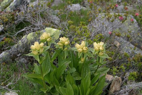 alpine flowers flowers south tyrol