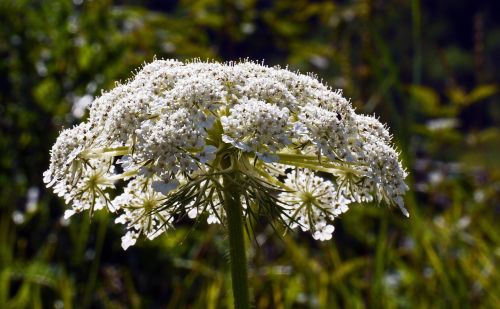 alpine flowers wild plant high mountains