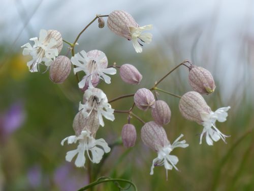 alpine flowers bells nature