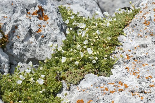 alpine flowers  rocks  alpine