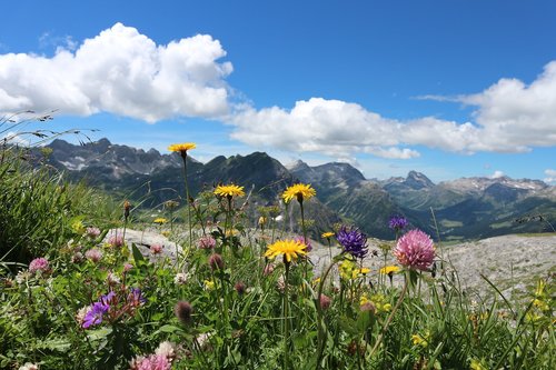 alpine flowers  austria  lech