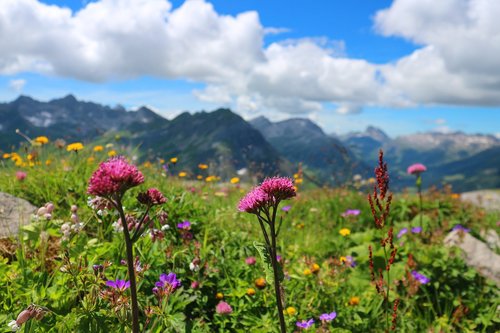 alpine flowers  austria  lech