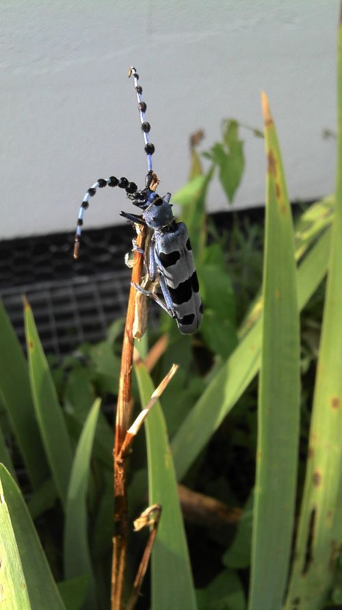 alpine goat beetle insect