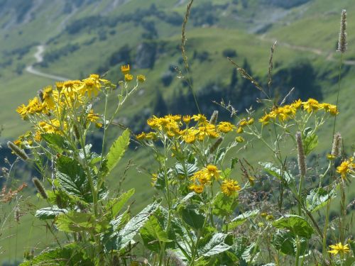 alpine groundsel flower blossom