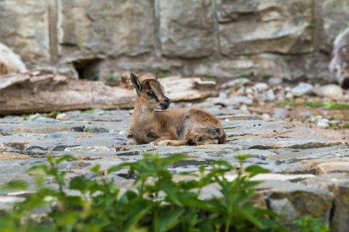 alpine ibex capricorn young