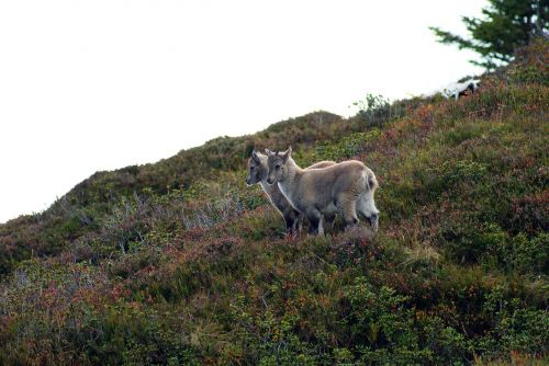 alpine ibex ibex young animals