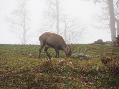 alpine ibex capricorn animal