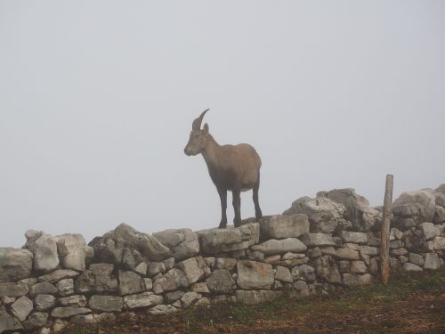 alpine ibex capricorn animal