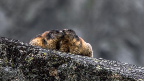 alpine marmot marmota marmota whiz