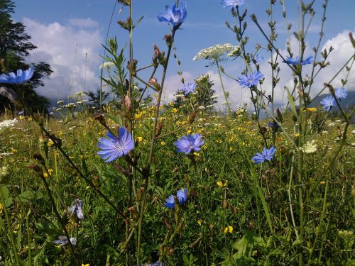 alpine meadow summer flowers