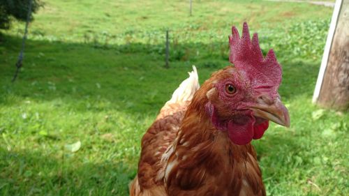 alpine meadow chicken free-range