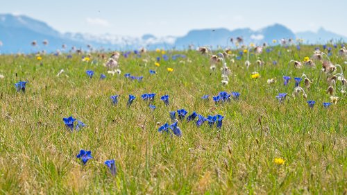 alpine meadow  gentian  alpine flora