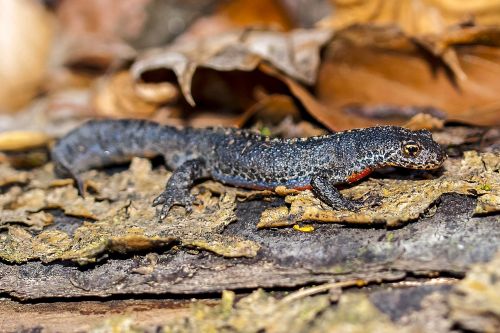 alpine newt newt amphibians