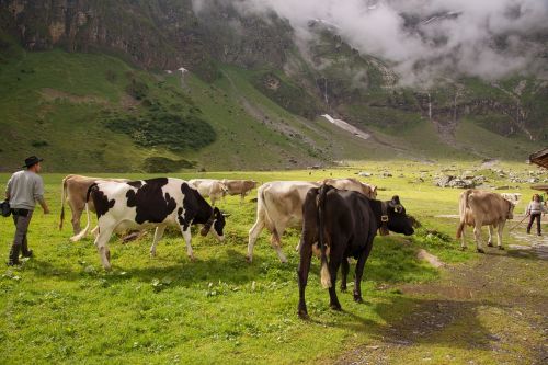 alpine pasture calf switzerland