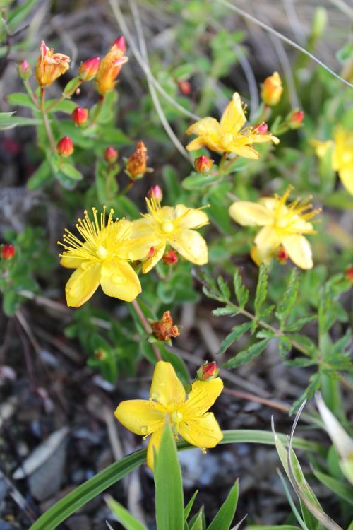 alpine plants flower yellow