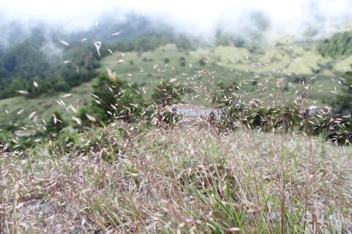 alpine plants grass prospects