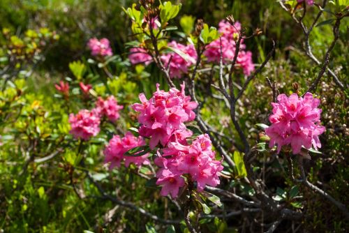 alpine rose almrausch flower