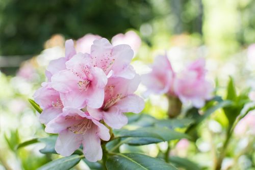 alpine rose rose flower