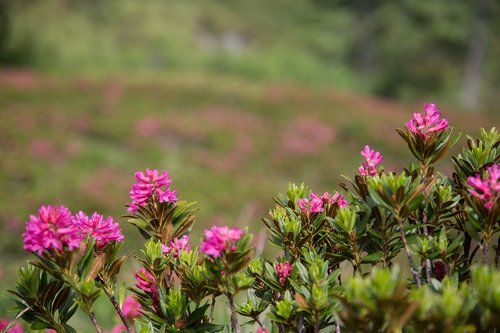 alpine roses  hiking  alpine