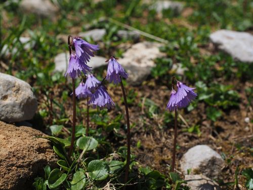 alpine soldanella flower purple