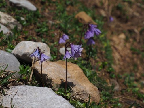 alpine soldanella flower purple